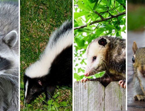 The Right Way to Remove Wildlife Without Harming Them