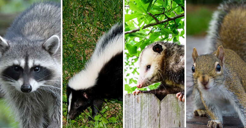 shelbyville indiana wildlife removal