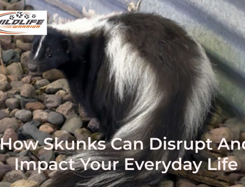 How Skunks Can Disrupt and Impact Your Everyday Life