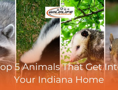 Top 5 Animals that Get into Your Indiana Home