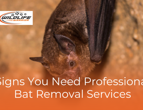 Signs You Need Professional Bat Removal Services