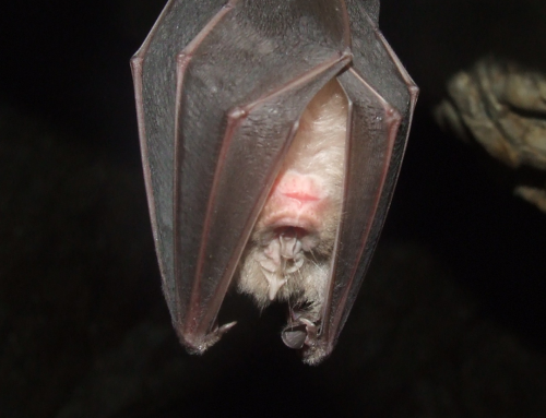 Why ‘Just Let It Leave on Its Own’ Is the Worst Bat Removal Advice