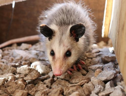 Opossums in Unwanted Places – What to Do When They Settle In