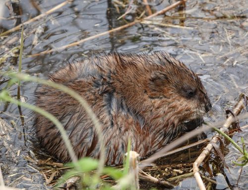 Muskrats and Water Damage: Signs You Shouldn’t Ignore